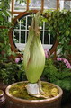 Titan Arum